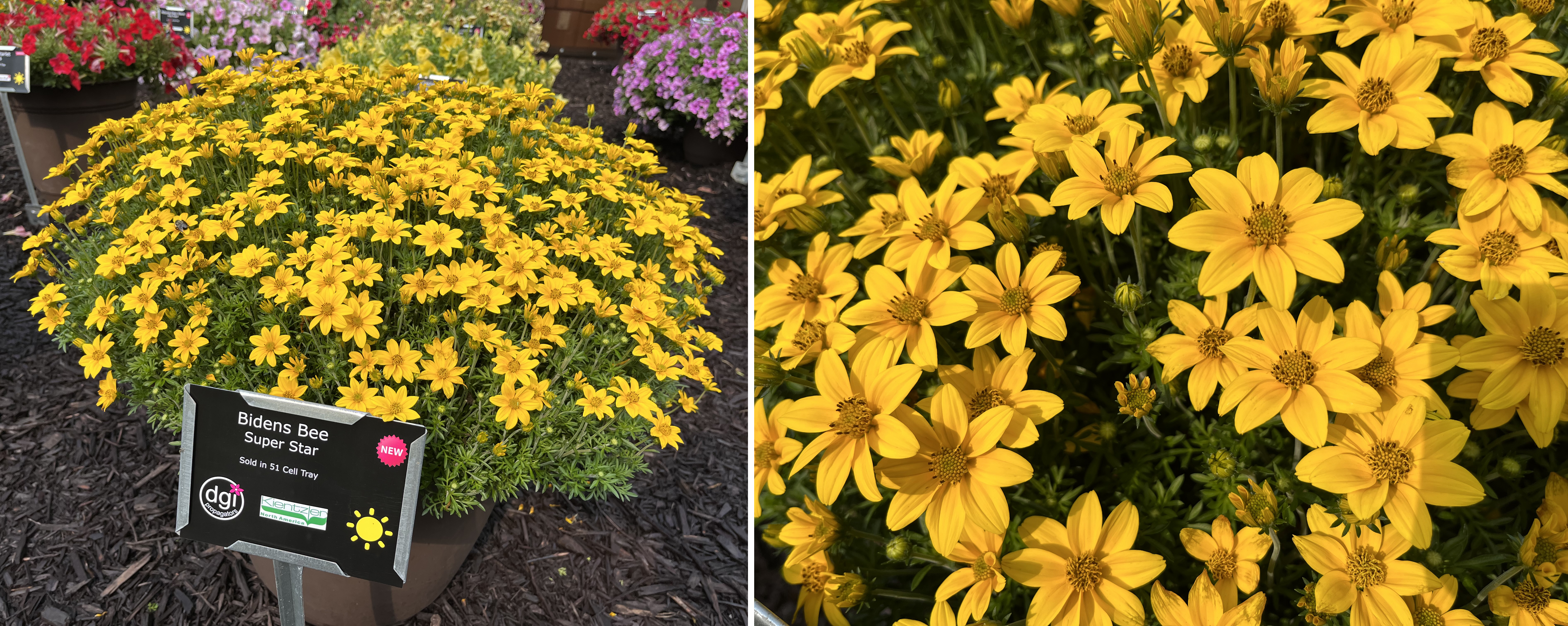 Two views of Bidens &lsquo;Bee Super Star.&rsquo; On the left, a dome-shaped pot bursts with bright golden-yellow daisy-like flowers. On the right, a close-up highlights the star-shaped blooms with yellow petals and darker yellow centers.